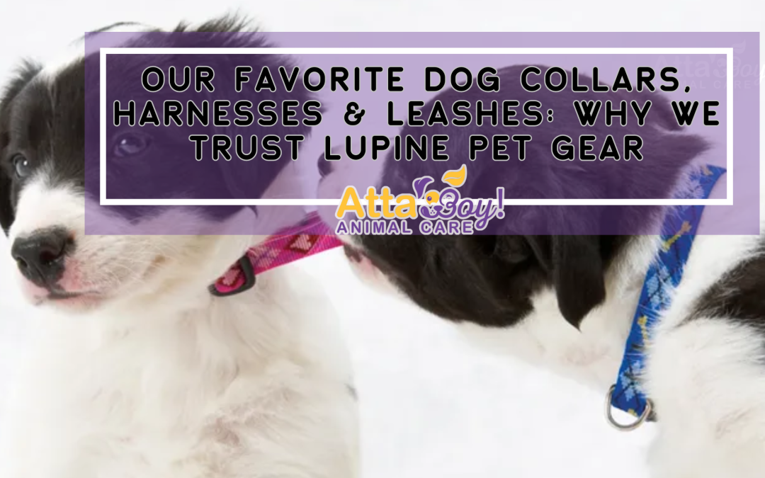 Our Favorite Dog Collars, Harnesses & Leashes: Why We Trust Lupine Pet Gear