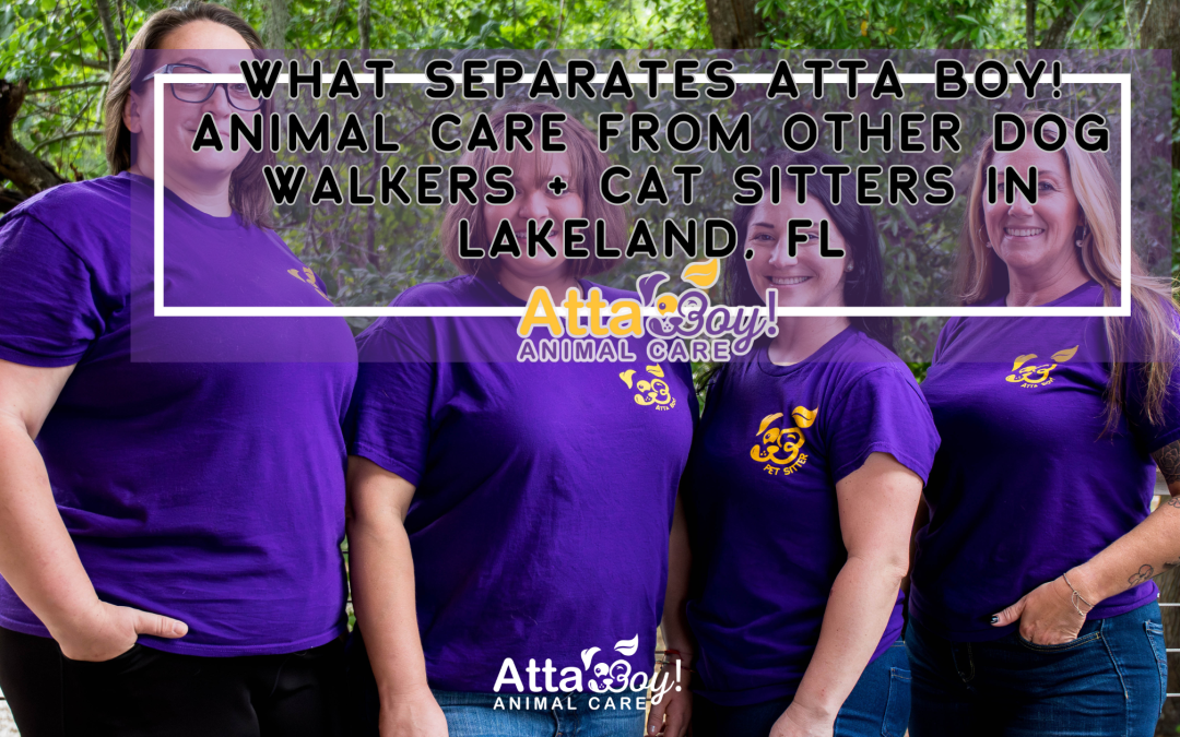 What Separates Atta Boy! Animal Care from Other Dog Walkers + Cat Sitters in Lakeland, FL