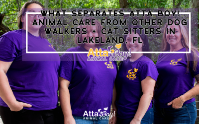 What Separates Atta Boy! Animal Care from Other Dog Walkers + Cat Sitters in Lakeland, FL