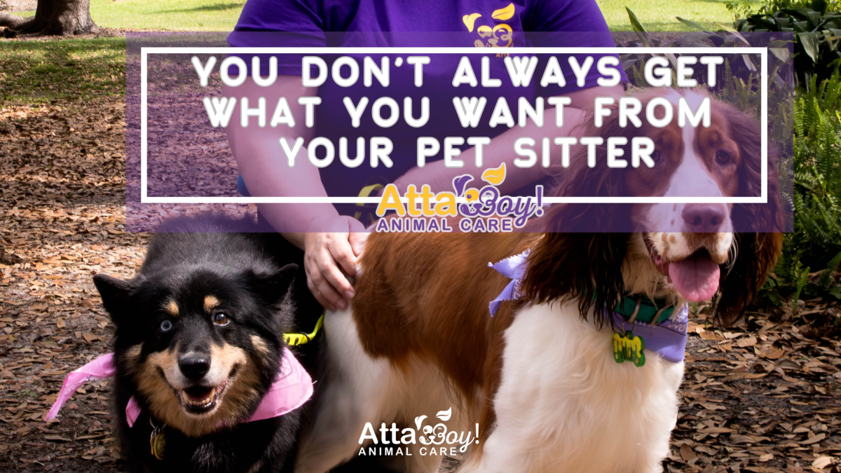 Pet Sitters Lakeland 2 dogs pet sitter Lakeland
