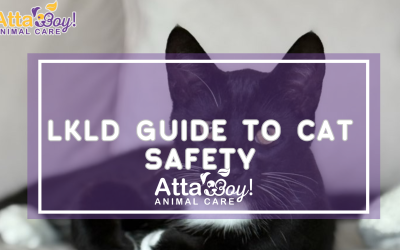 New Cats & Quick Fixes: A Lakeland Guide to Pet Safety