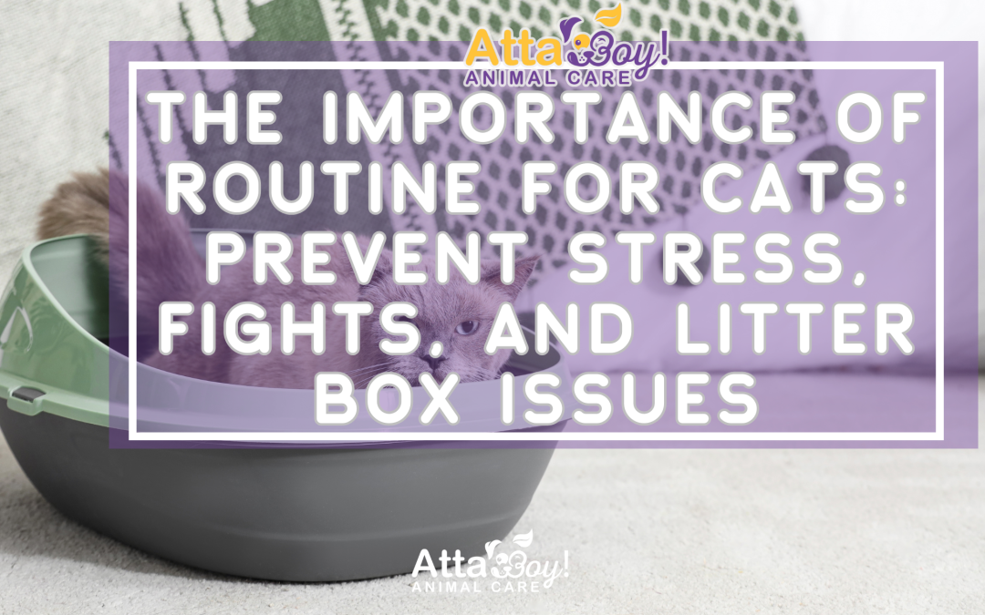 The Importance of Routine for Cats: Prevent Stress, Fights, and Litter Box Issues