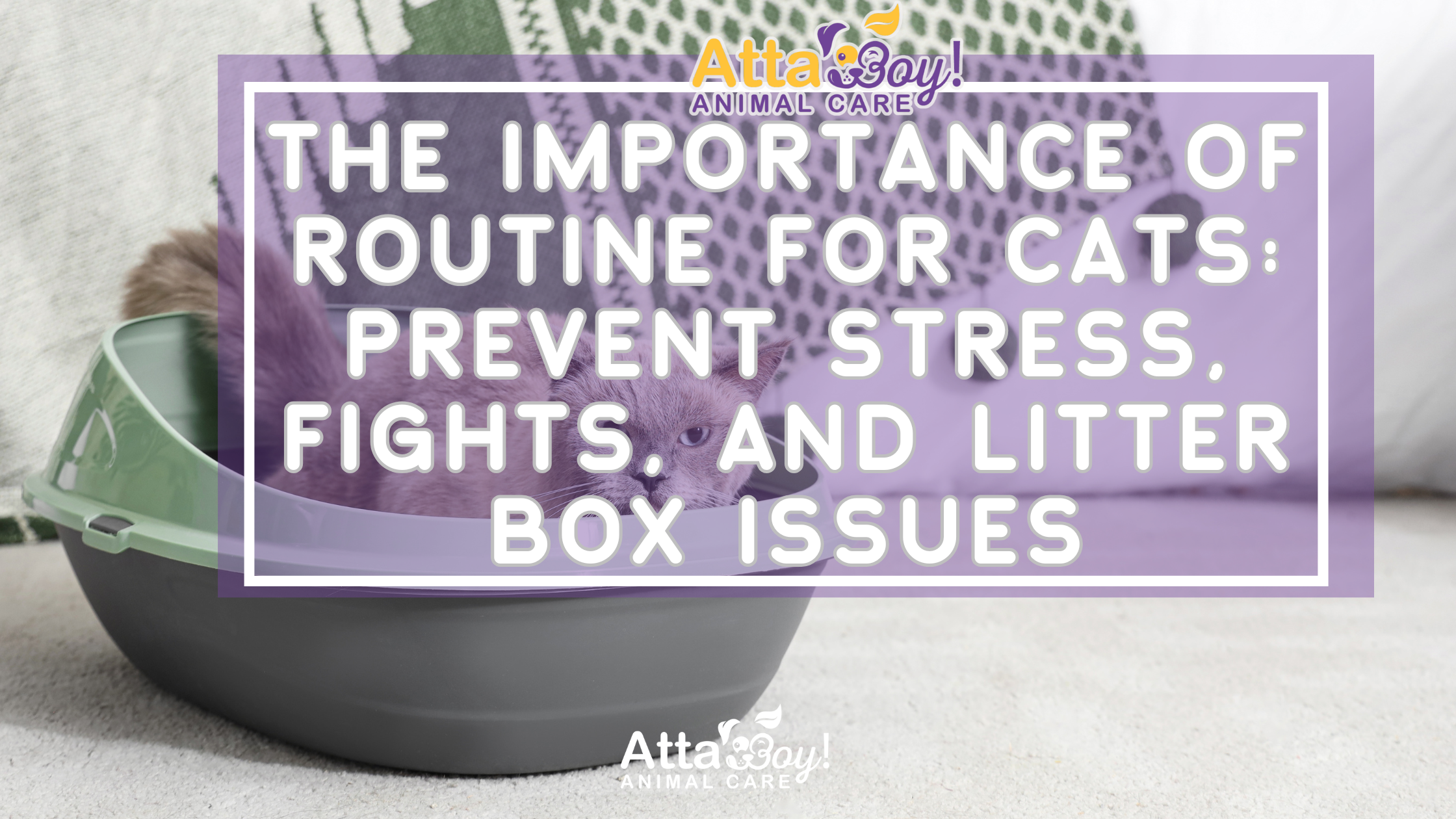 The Importance of Routine for Cats: Prevent Stress, Fights, and Litter Box Issues