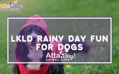 Rain in the Forecast? How to Keep Your Dog Sane