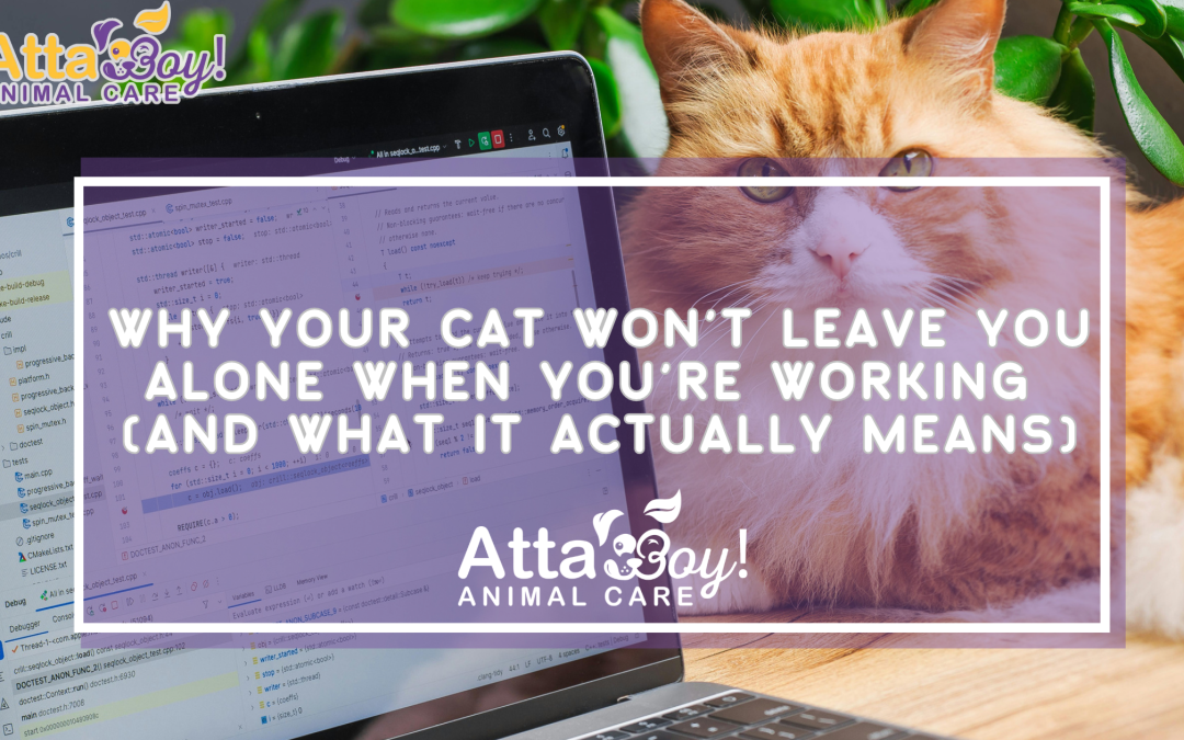 Why Your Cat Won’t Leave You Alone While You Work | South Lakeland Cat Sitter