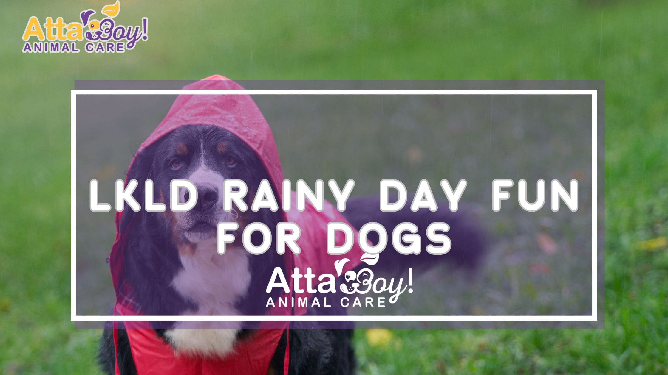 Blog Banner for dog in rain ideas lakeland fl