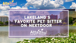 Lakeland's Favorite Pet Sitter