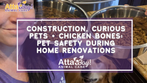 Construction, Curious Pets + Chicken Bones: Pet Safety During Home Renovations