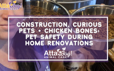 Pet Safety During Home Renovations | Lakeland Pet Sitting