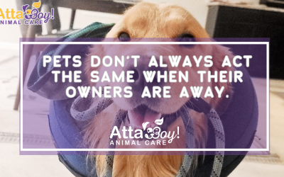 Pets Don’t Always Act the Same when their Owners are Away