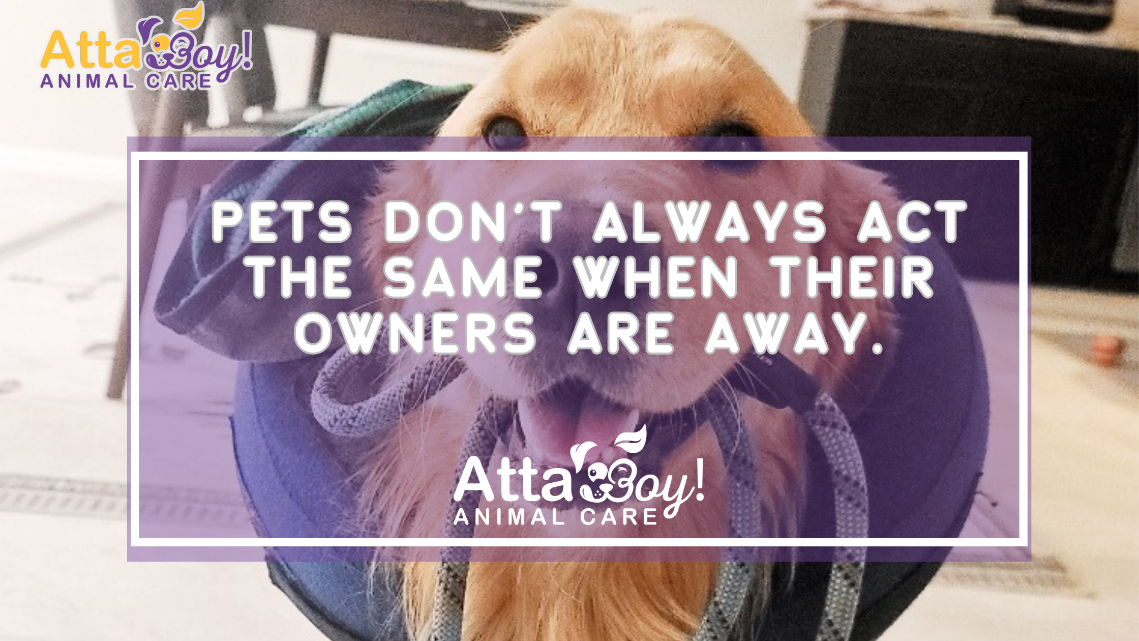 Pets don’t always act the same when their owners are away.