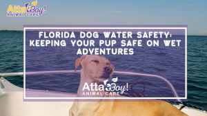 dog water safety lakeland fl