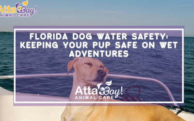 Florida Dog Water Safety: Keeping Your Pup Safe on Wet Adventures