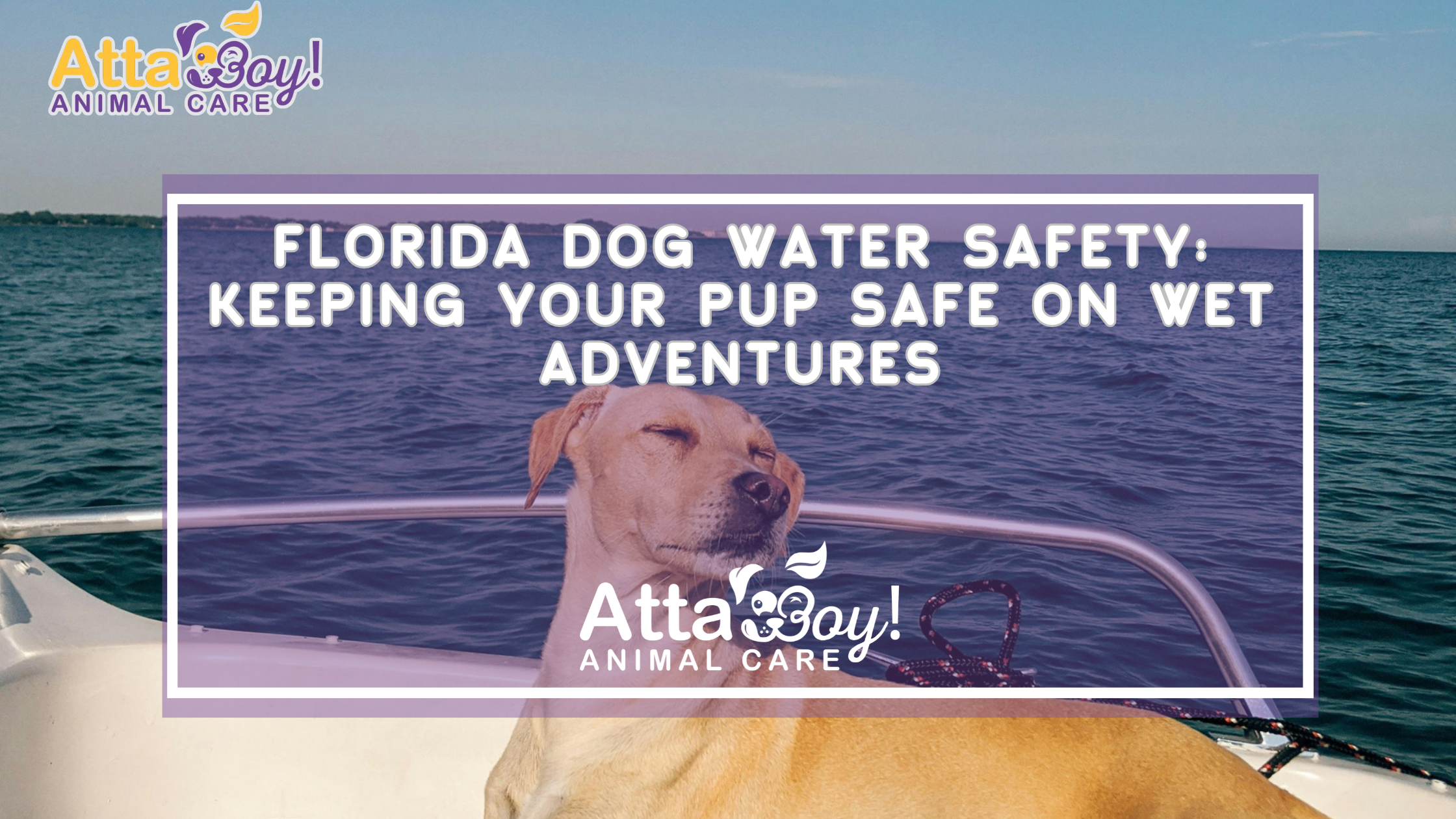 dog water safety lakeland fl