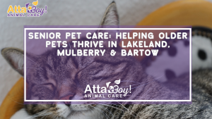 Senior Pet Care: Helping Older Pets Thrive in Lakeland, Mulberry & Bartow
