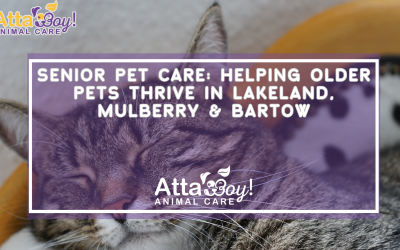 Senior Pet Care: Helping Older Pets Thrive in Lakeland, Mulberry & Bartow