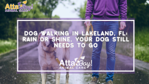 Walking Dogs in Rain or Shine