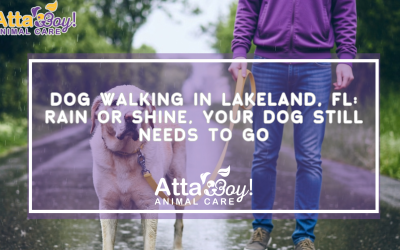 Dog Walking in Lakeland, FL: Rain or Shine, Your Dog Still Needs to Go