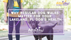 Why Regular Dog Walks Matter for Your Lakeland, Fl Dog’s Health