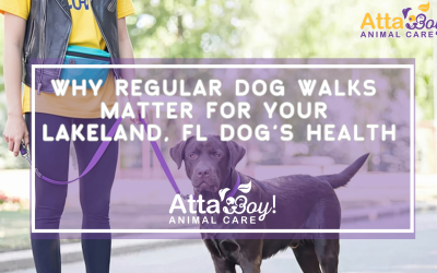 Why Regular Dog Walks Matter for Your Lakeland, Fl Dog’s Health